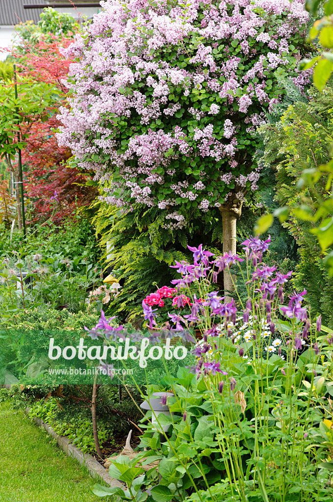 484338 - Flieder (Syringa) und Akelei (Aquilegia)