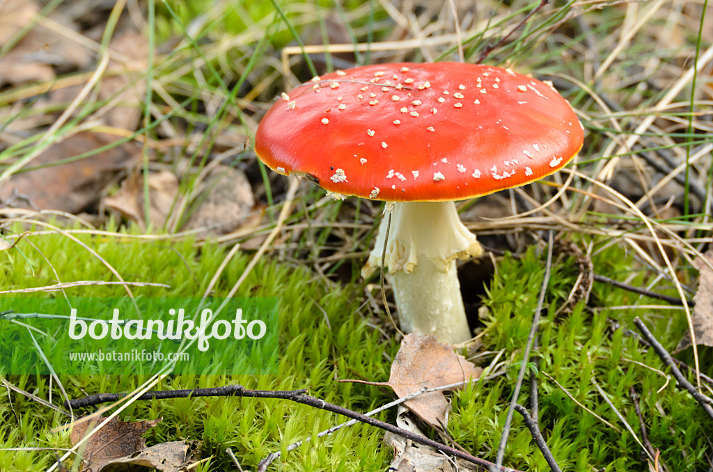 501063 - Fliegenpilz (Amanita muscaria)