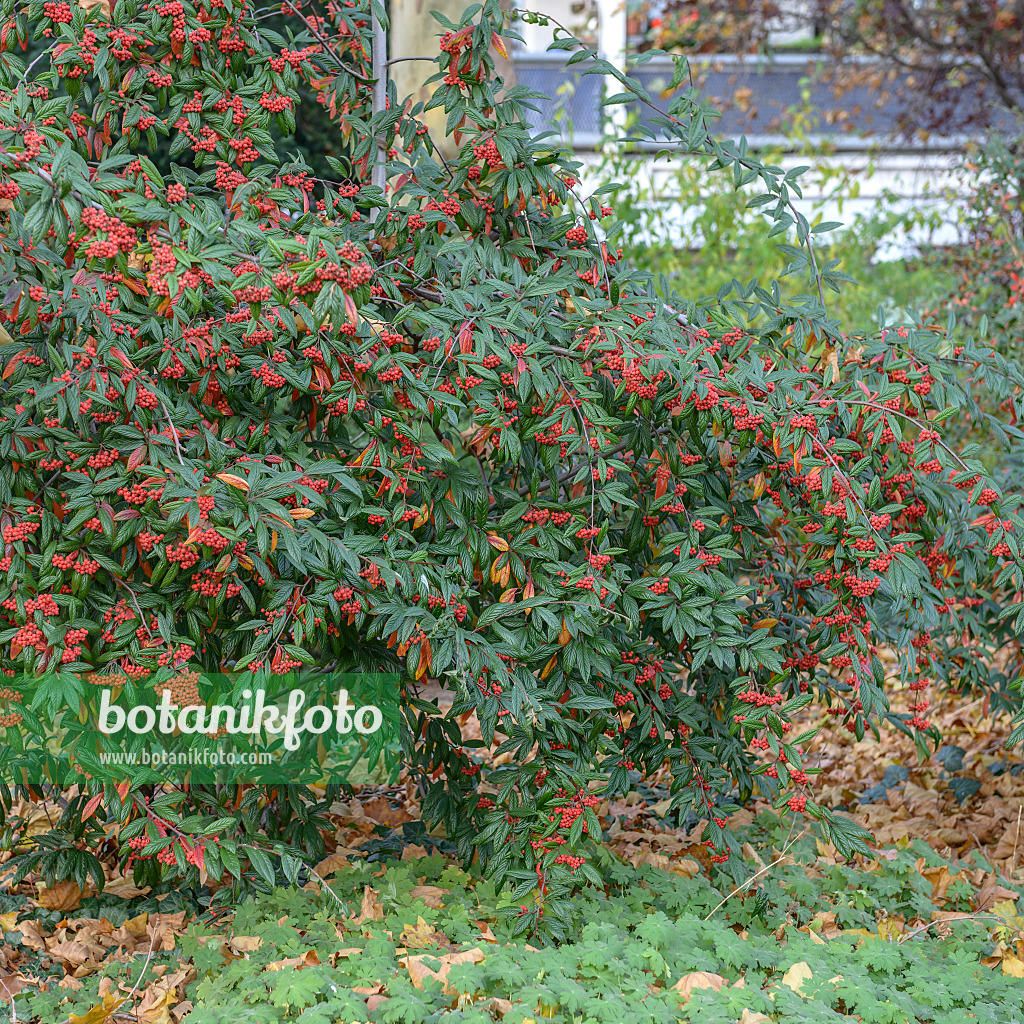 547133 - Flockige Zwergmispel (Cotoneaster floccosus)