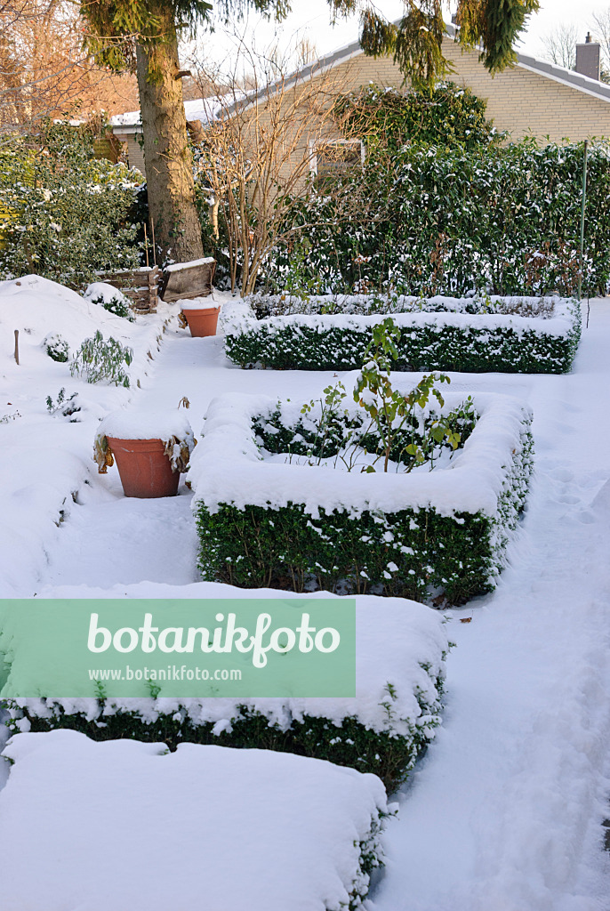 518072 - Formaler Garten mit Buchshecken im Schnee