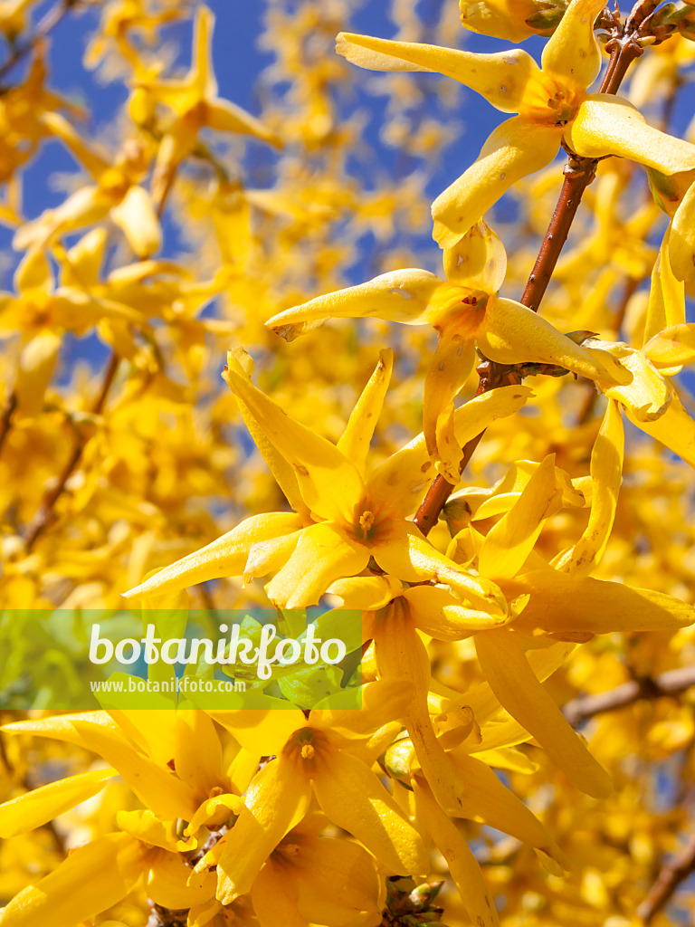 412013 - Forsythie (Forsythia x intermedia)