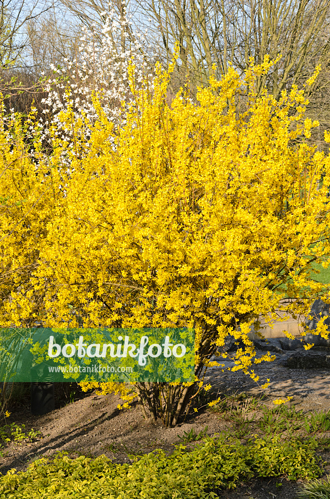 519103 - Forsythie (Forsythia x intermedia)