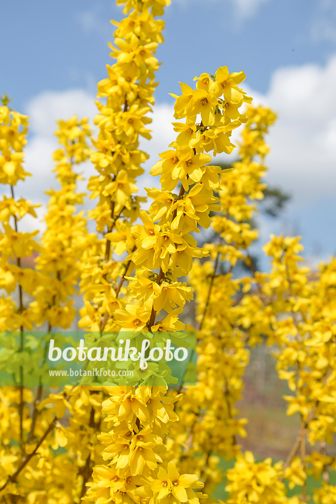 558107 - Forsythie (Forsythia x intermedia 'Goldrausch')