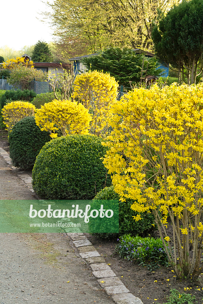 555116 - Forsythien (Forsythia) und Buchsbäume (Buxus) in Kugelform