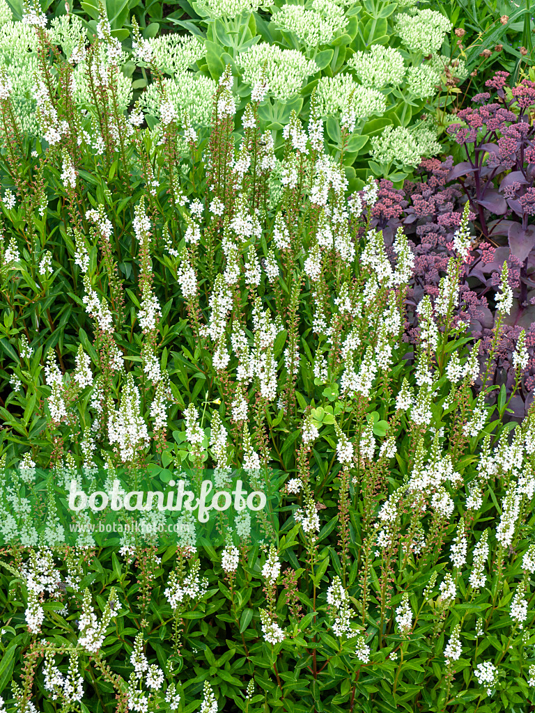 463018 - Fortune-Gilbweiderich (Lysimachia fortunei 'Super Snow') und Fetthenne (Sedum)