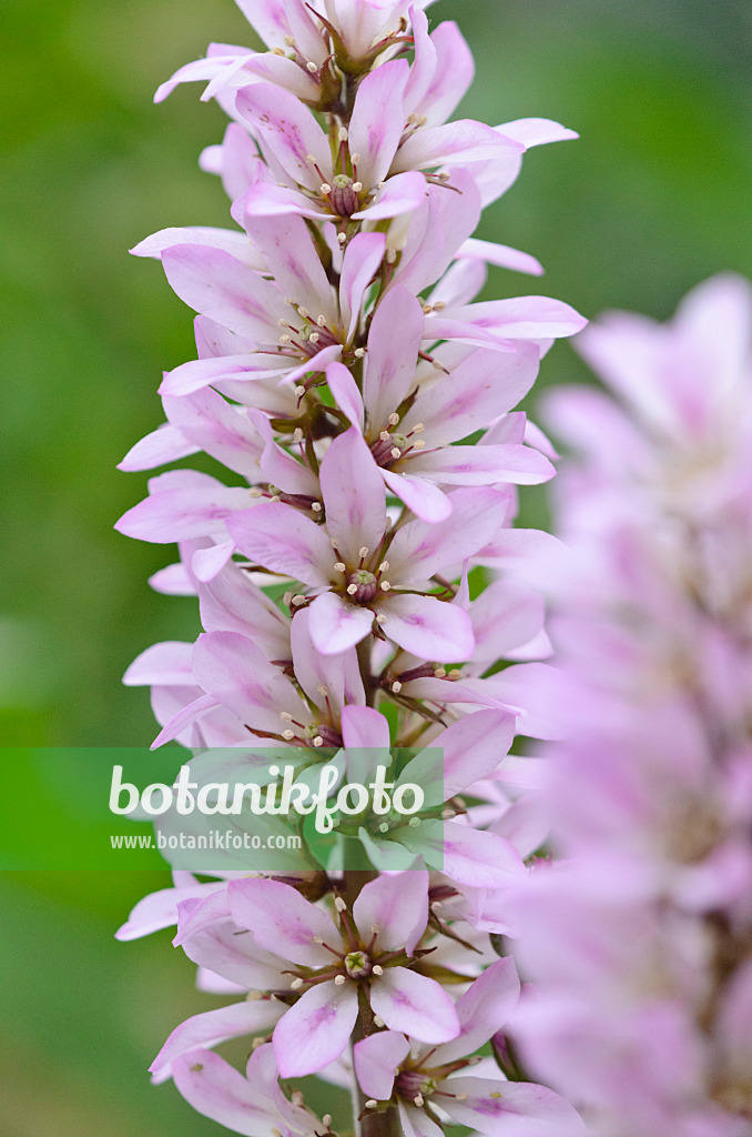 545043 - Francoa appendiculata