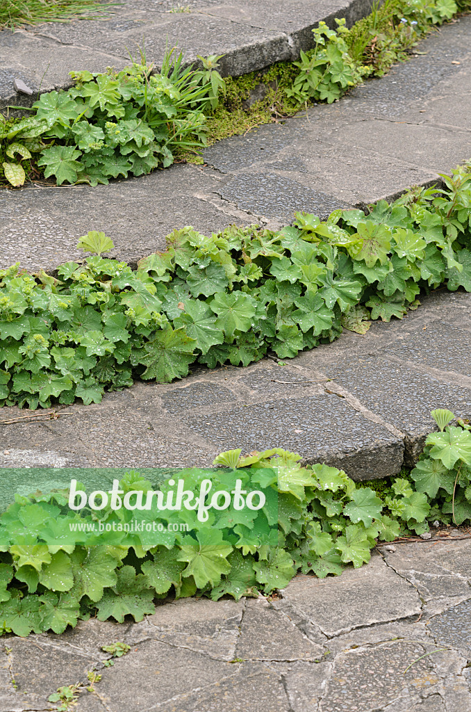 533520 - Frauenmantel (Alchemilla) auf einem Gartenweg