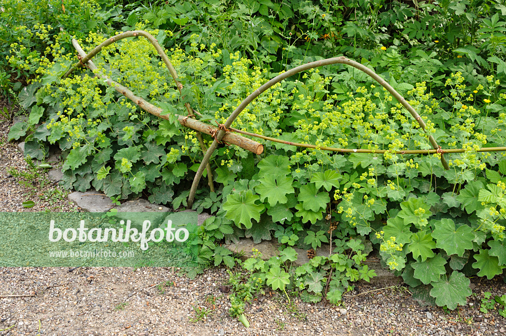 472426 - Frauenmantel (Alchemilla) mit Beeteinfassung aus Weidenruten