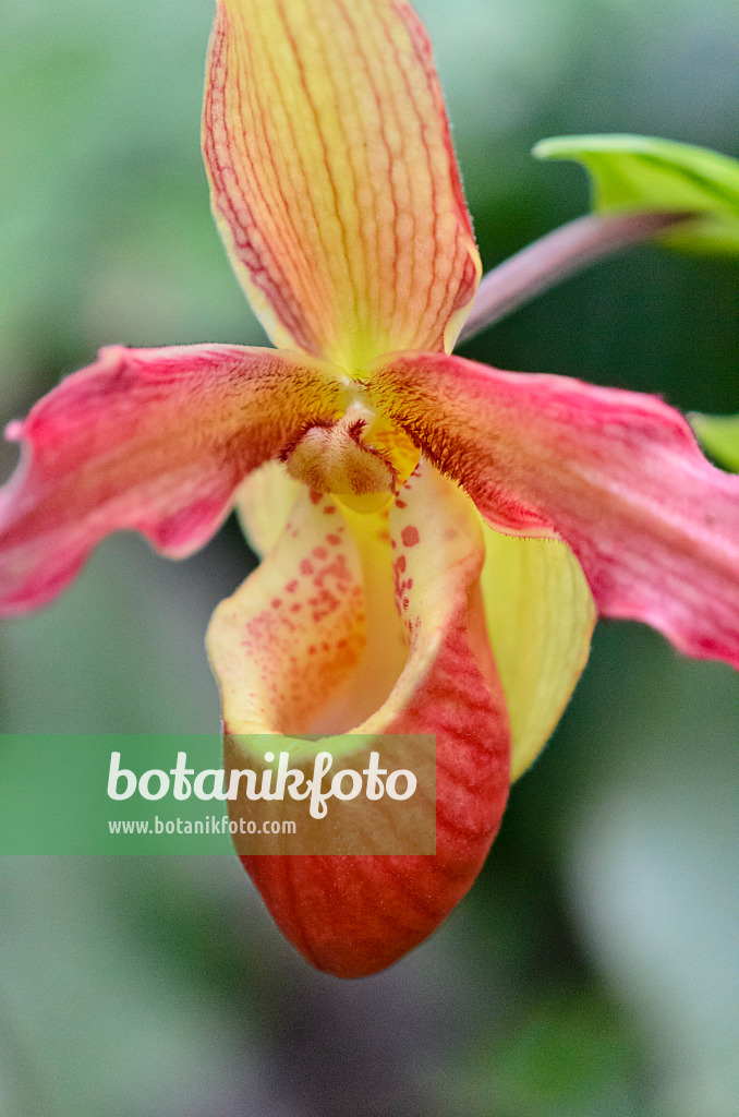 529161 - Frauenschuh (Phragmipedium Living Fire)