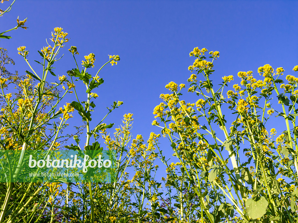 437219 - Frühes Barbarakraut (Barbarea verna)