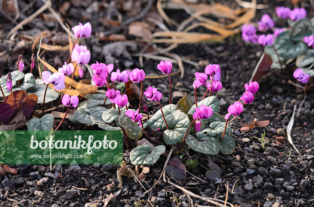 529115 - Frühlingsalpenveilchen (Cyclamen coum)