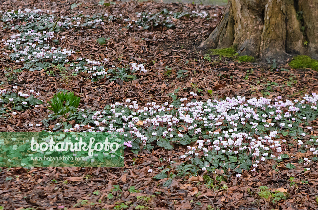 553039 - Frühlingsalpenveilchen (Cyclamen coum)