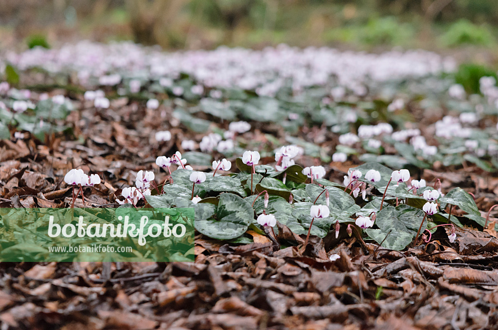 553040 - Frühlingsalpenveilchen (Cyclamen coum)