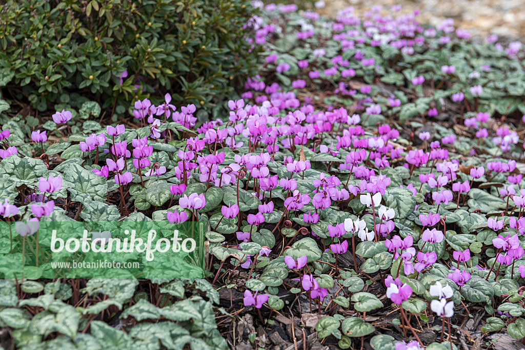 616380 - Frühlingsalpenveilchen (Cyclamen coum)