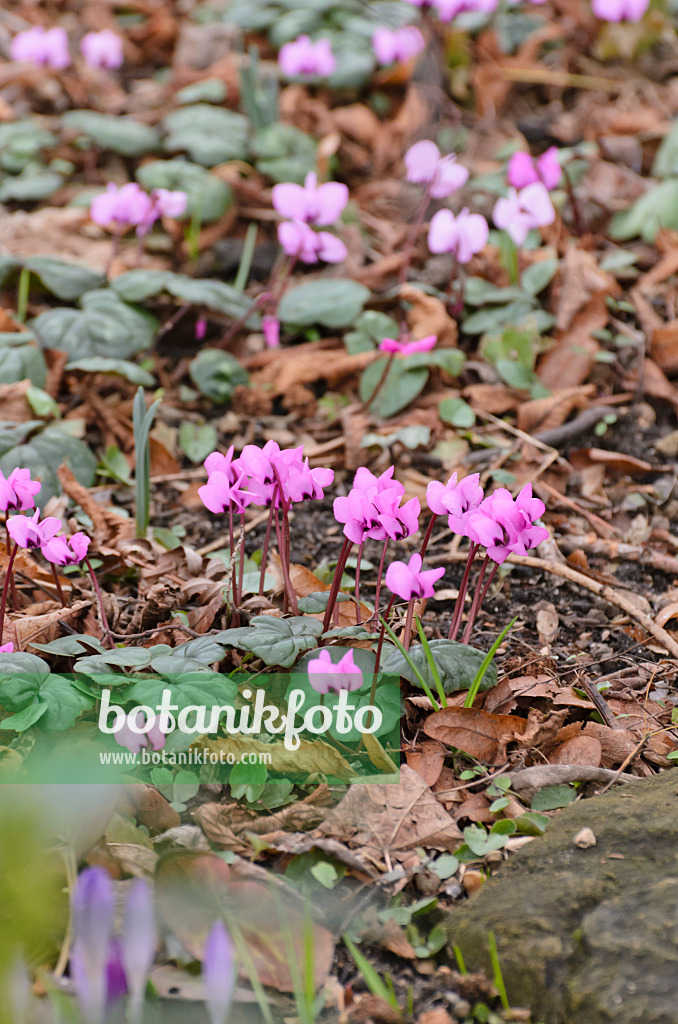 529145 - Frühlingsalpenveilchen (Cyclamen coum 'Silver Leaf')