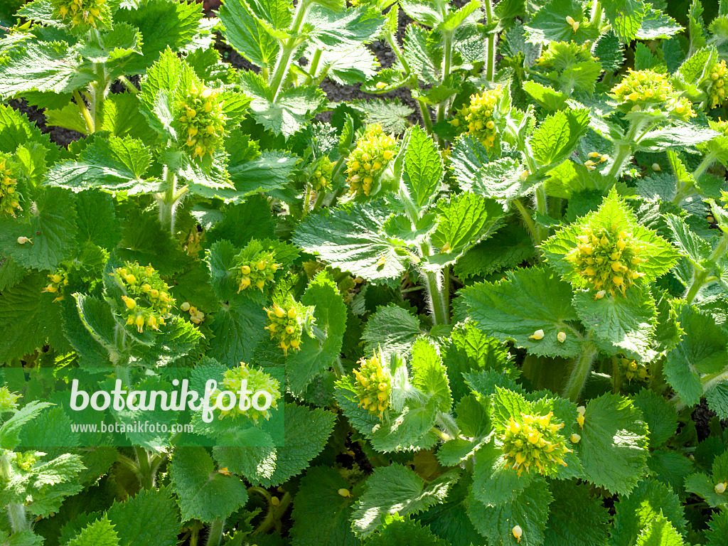 436270 - Frühlingsbraunwurz (Scrophularia vernalis)