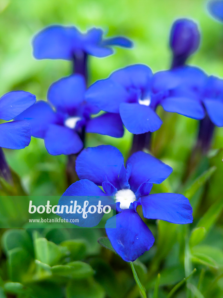 426137 - Frühlingsenzian (Gentiana verna)