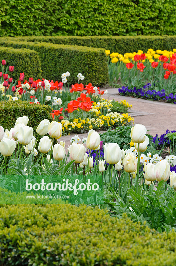 471188 - Frühlingsgarten mit Tulpen (Tulipa)