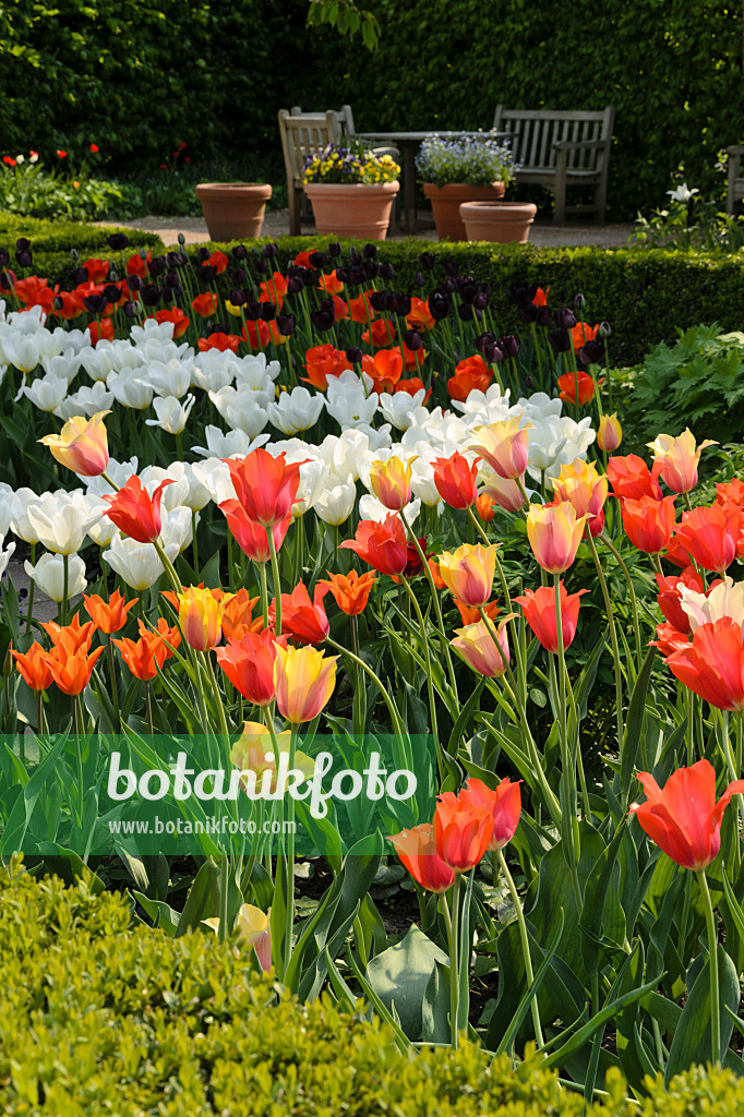 495357 - Frühlingsgarten mit Tulpen (Tulipa)