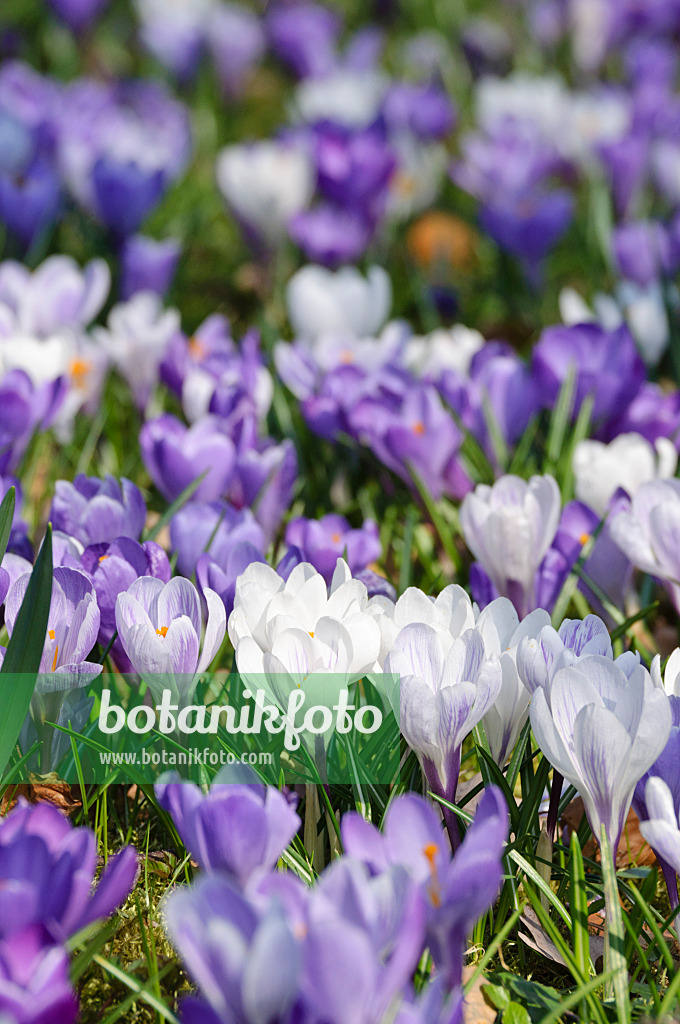 471006 - Frühlingskrokus (Crocus vernus)