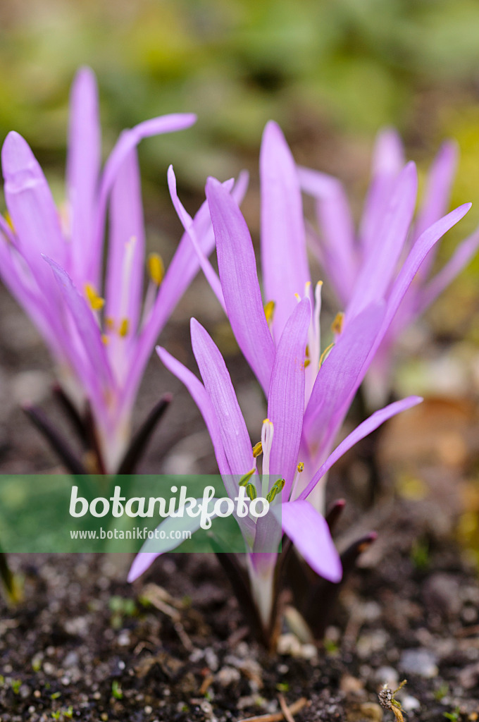 482056 - Frühlingslichtblume (Colchicum bulbocodium syn. Bulbocodium vernum)