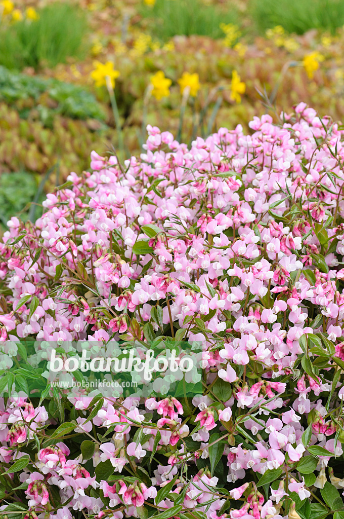 471197 - Frühlingsplatterbe (Lathyrus vernus 'Alboroseus')