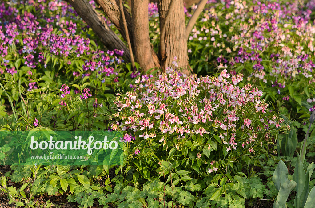 519177 - Frühlingsplatterbe (Lathyrus vernus 'Alboroseus')