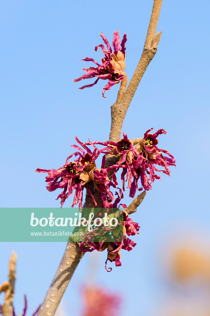 593089 - Frühlingszaubernuss (Hamamelis vernalis 'Amethyst')