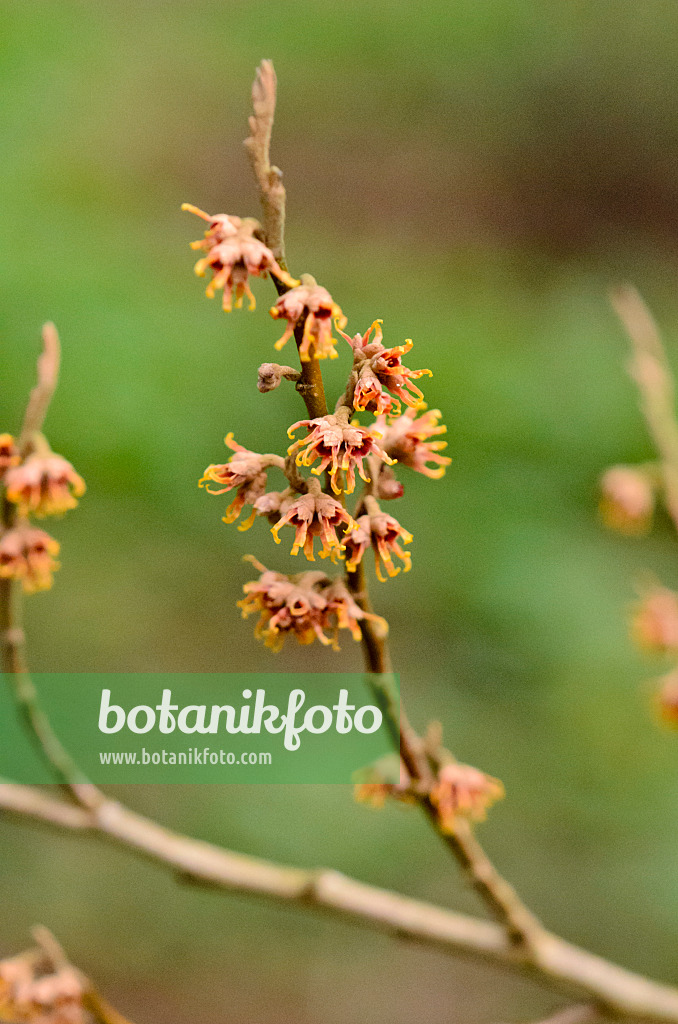 553037 - Frühlingszaubernuss (Hamamelis vernalis 'Quasimodo')