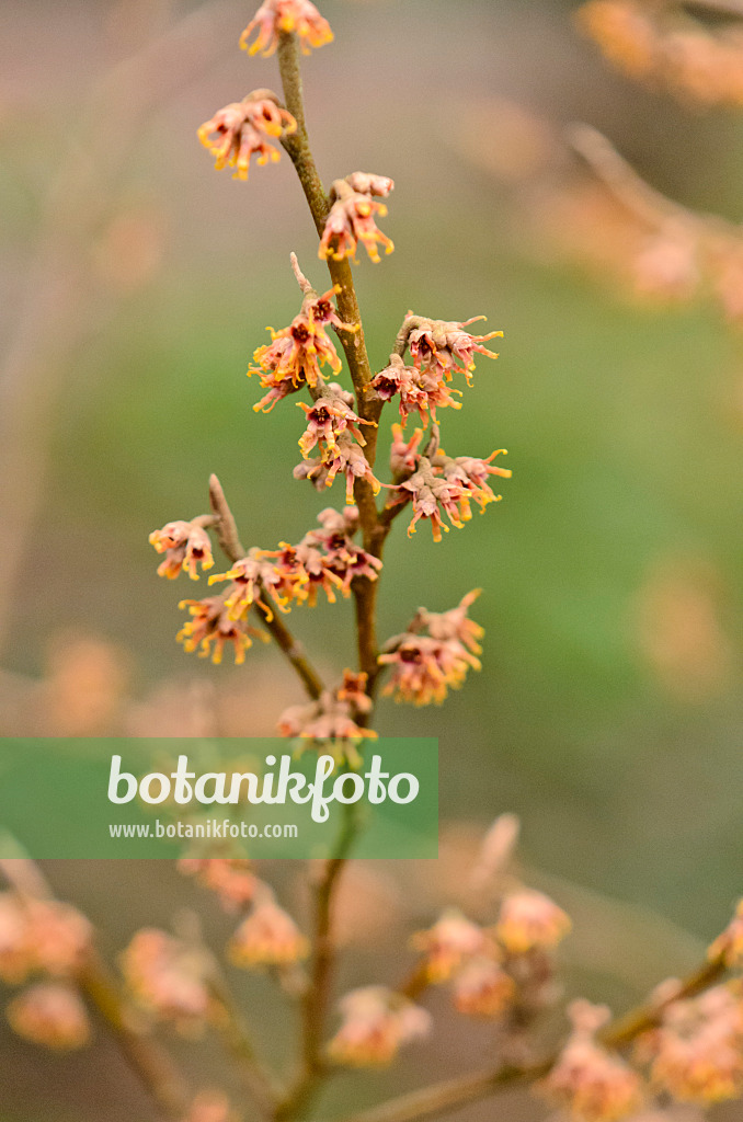 553038 - Frühlingszaubernuss (Hamamelis vernalis 'Quasimodo')