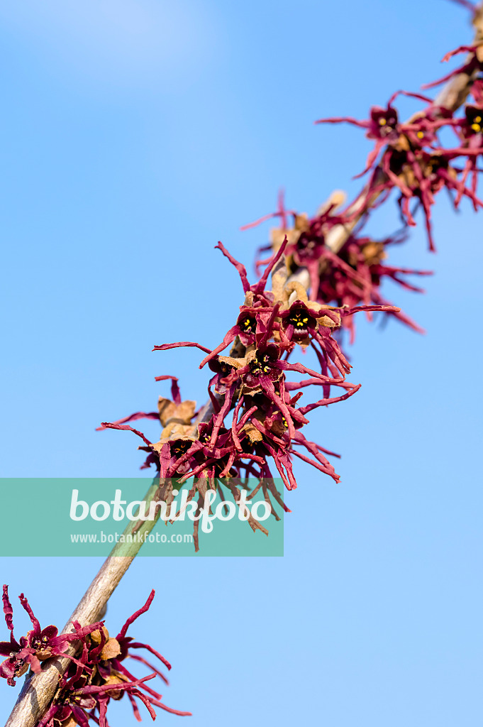 593090 - Frühlingszaubernuss (Hamamelis vernalis 'Washington Park')