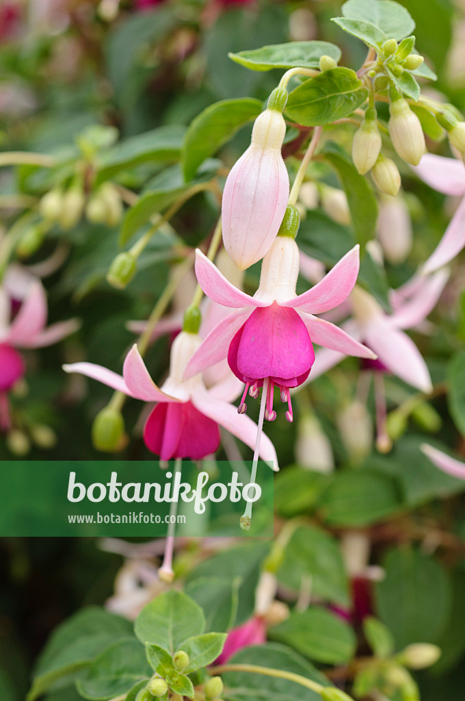 486192 - Fuchsie (Fuchsia Breisgauperle)