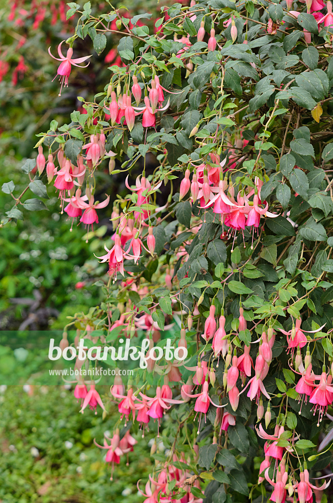 572091 - Fuchsie (Fuchsia Dirk van Delen)