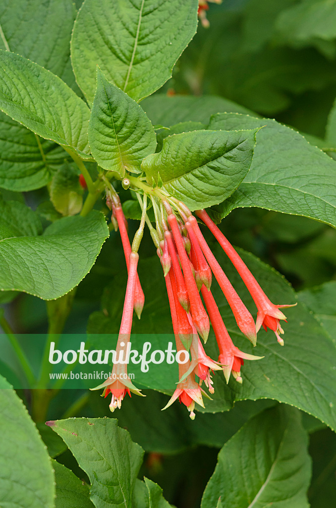 535162 - Fuchsie (Fuchsia fulgens)