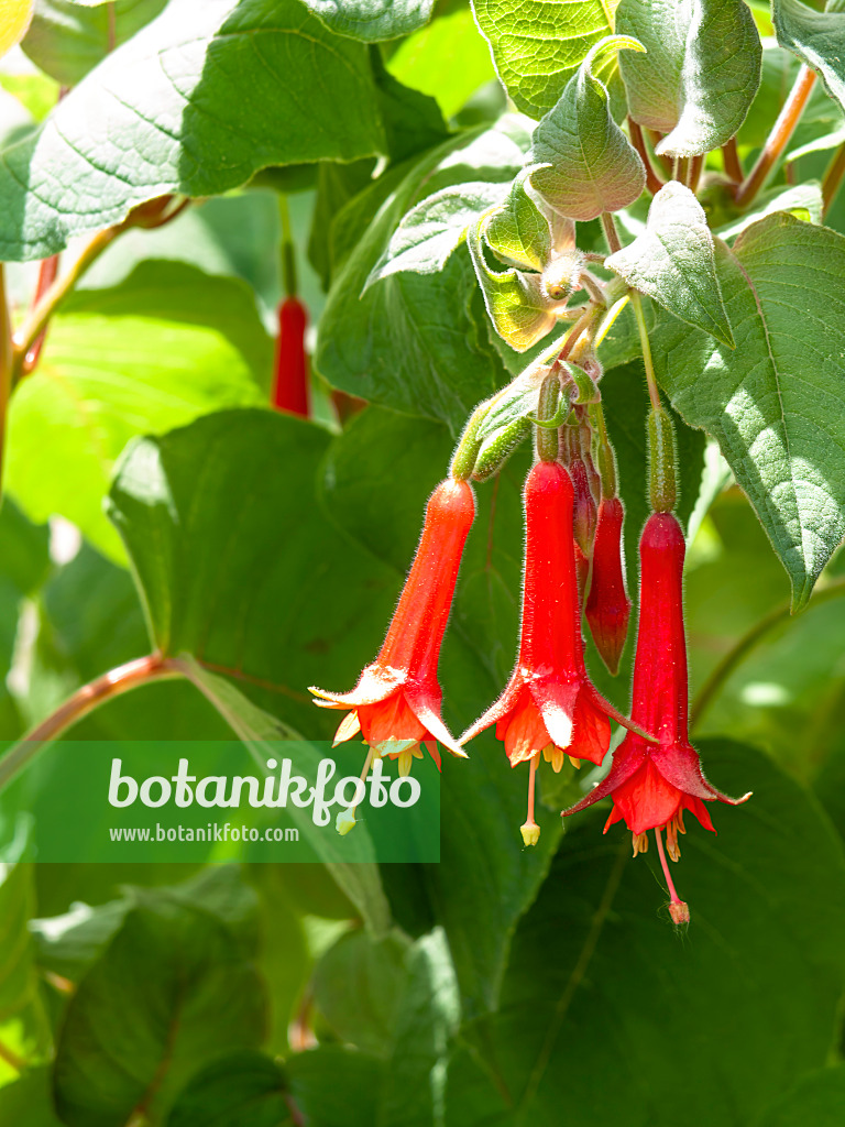 437327 - Fuchsie (Fuchsia fulgens 'Rubra Grandiflora')