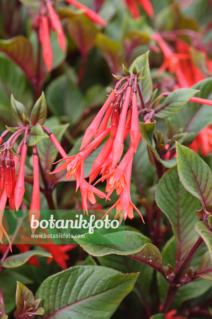 486191 - Fuchsie (Fuchsia Gartenmeister Bonstedt)