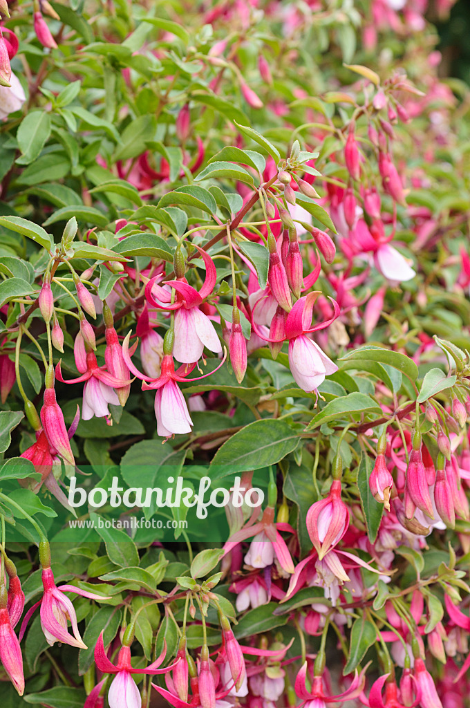 486190 - Fuchsie (Fuchsia Hermann de Graaff)