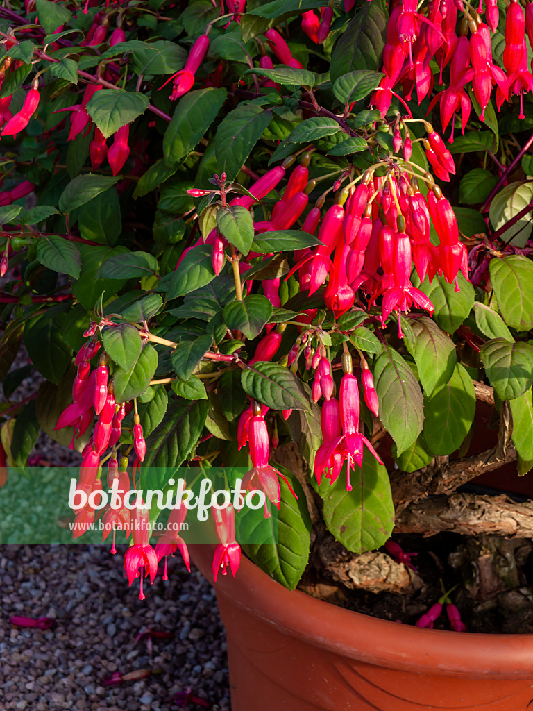 462055 - Fuchsie (Fuchsia Leverkusen)