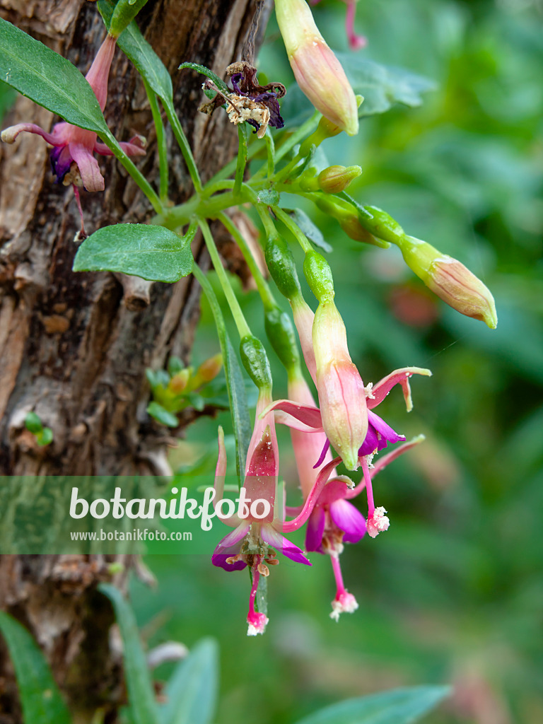 443088 - Fuchsie (Fuchsia lycioides)