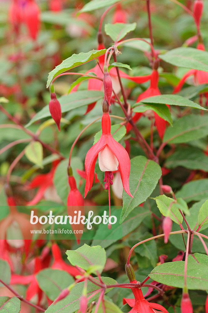 485035 - Fuchsie (Fuchsia Madame Cornelissen)