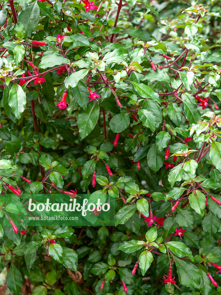 437328 - Fuchsie (Fuchsia microphylla)