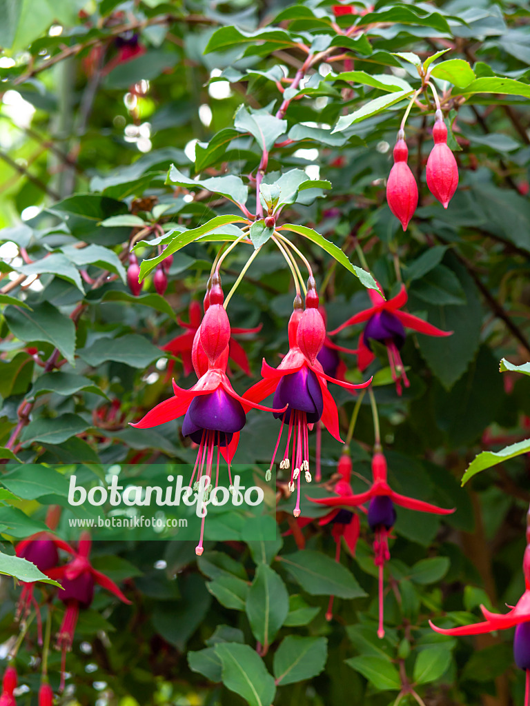 453054 - Fuchsie (Fuchsia Mrs Popple)