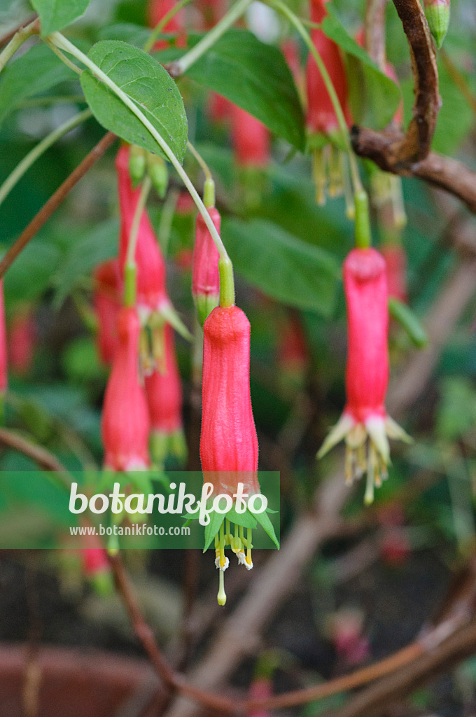 470017 - Fuchsie (Fuchsia splendens)