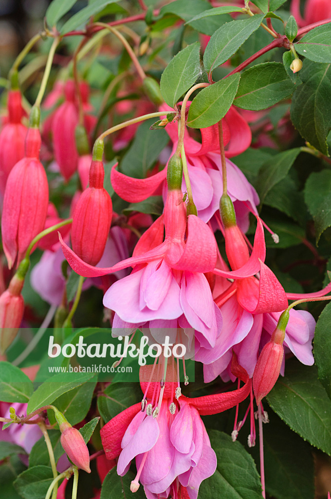 473206 - Fuchsie (Fuchsia Tennessee Waltz)