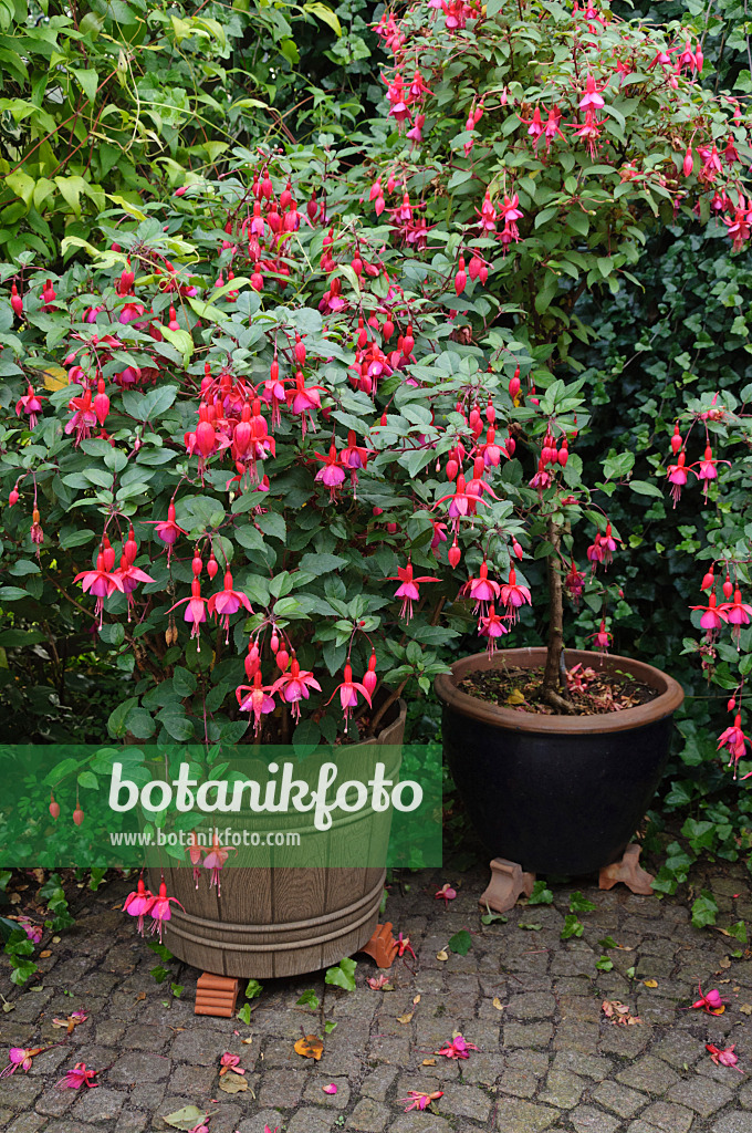 488085 - Fuchsien (Fuchsia)