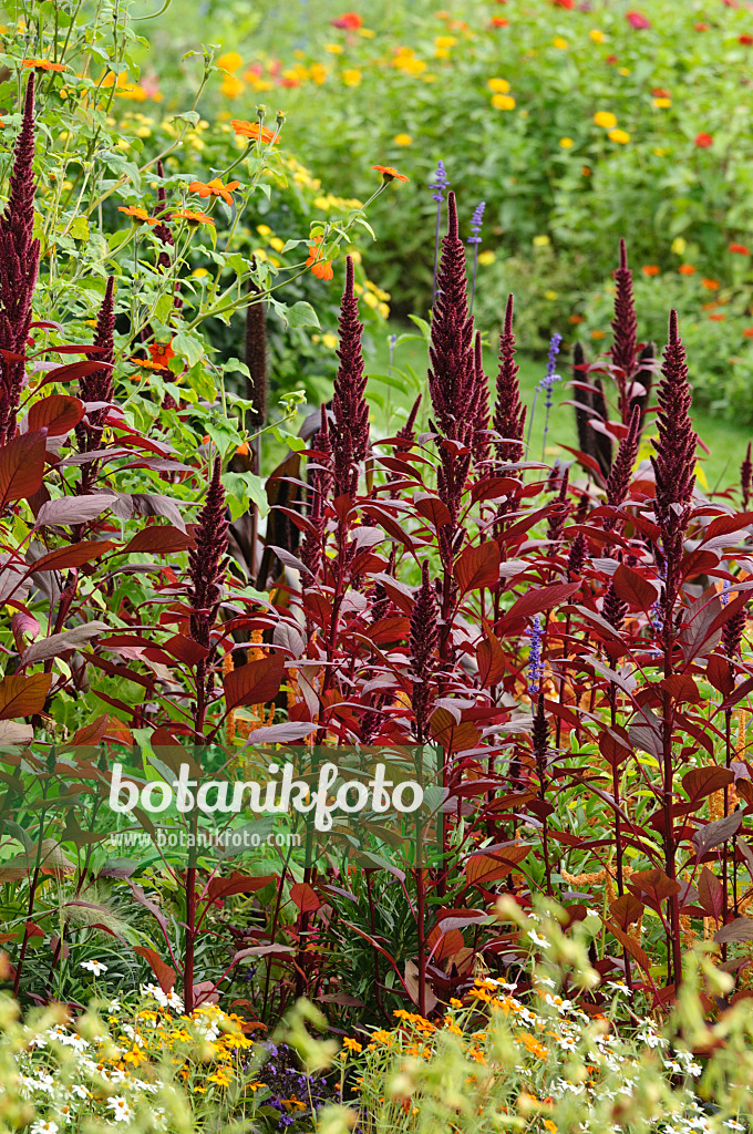 488055 - Fuchsschwanz (Amaranthus)