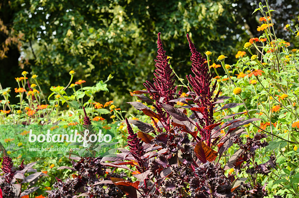 499076 - Fuchsschwanz (Amaranthus) und Mexikanische Sonnenblume (Tithonia rotundifolia)