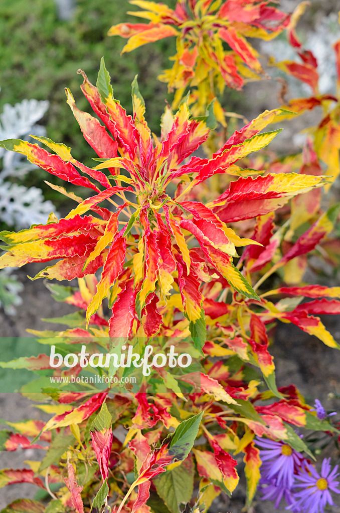 535228 - Fuchsschwanz (Amaranthus tricolor 'Perfecta')