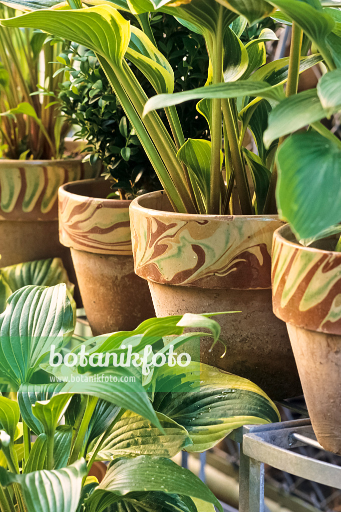 390062 - Funkie (Hosta)