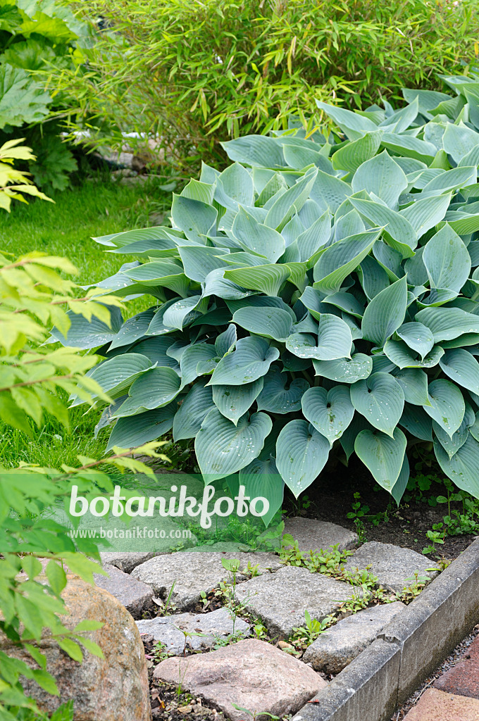 484347 - Funkie (Hosta)